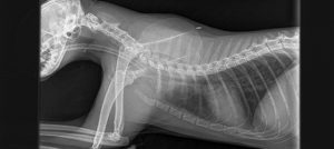 Dexter Xray - Ash Tree Vets