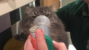 Dexter - Ash Tree Vets